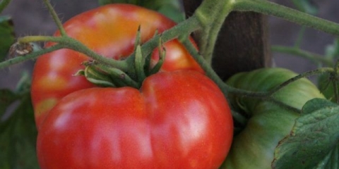 Paradajz ljubav f1: karakteristike i opis sorte